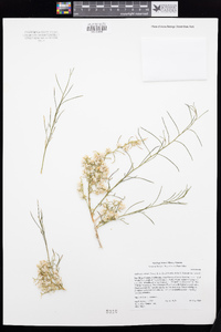 Ambrosia salsola var. salsola image