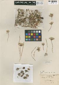 Image of Allium tribracteatum