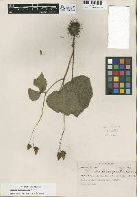 Begonia ornithocarpa image