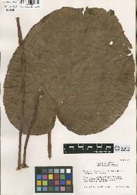 Image of Begonia multistaminea