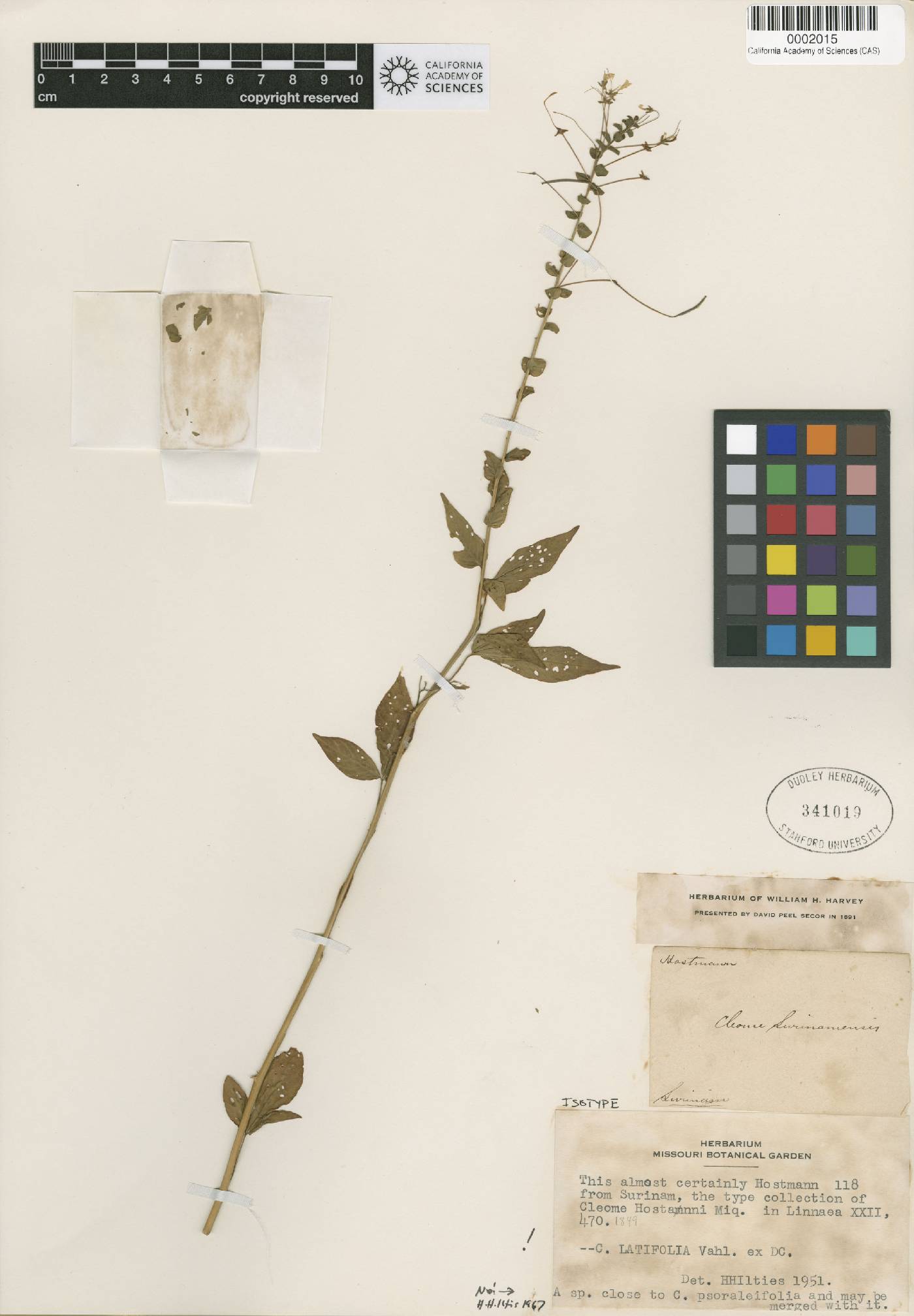 Cleome latifolia image