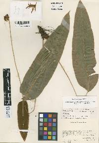 Image of Elaphoglossum albomarginatum