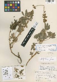 Lupinus bartlettianus image