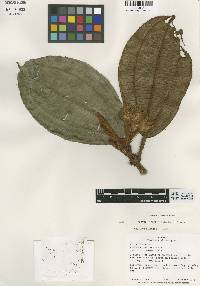 Image of Blakea calophylla