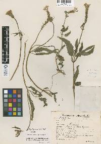 Image of Glandularia scrobiculata