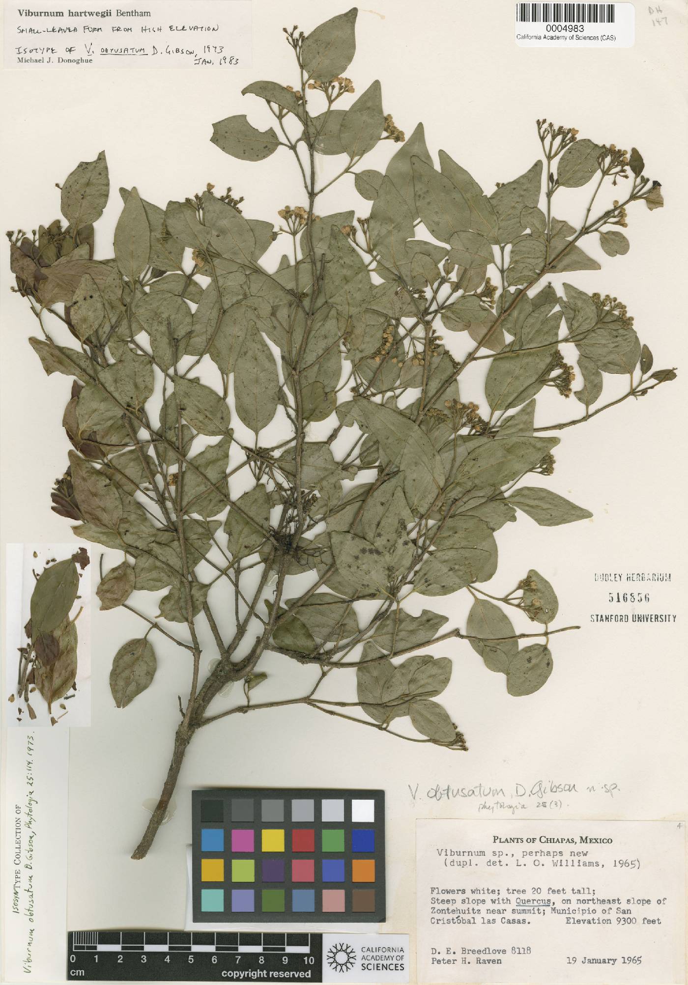 Viburnum obtusatum image