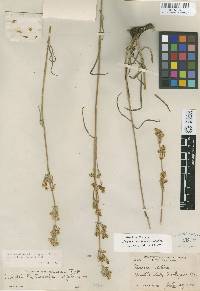 Frasera albicaulis var. nitida image