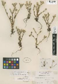 Cryptantha dissita image