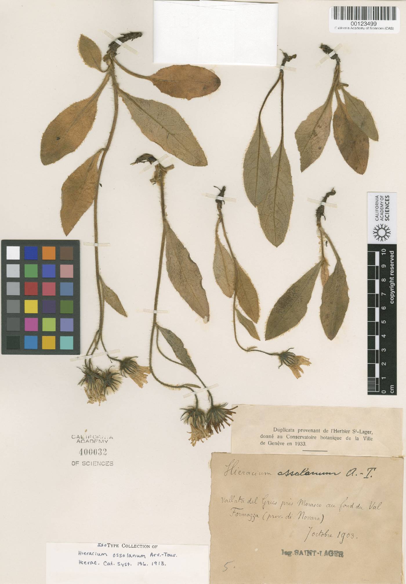 Hieracium chondrillifolium image