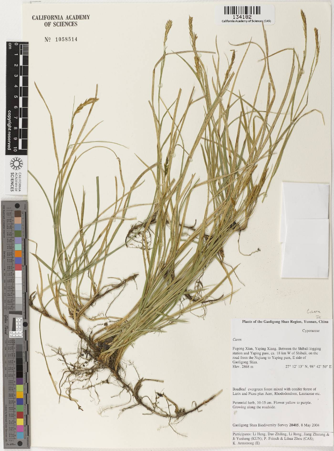 Carex pseudogammiei image