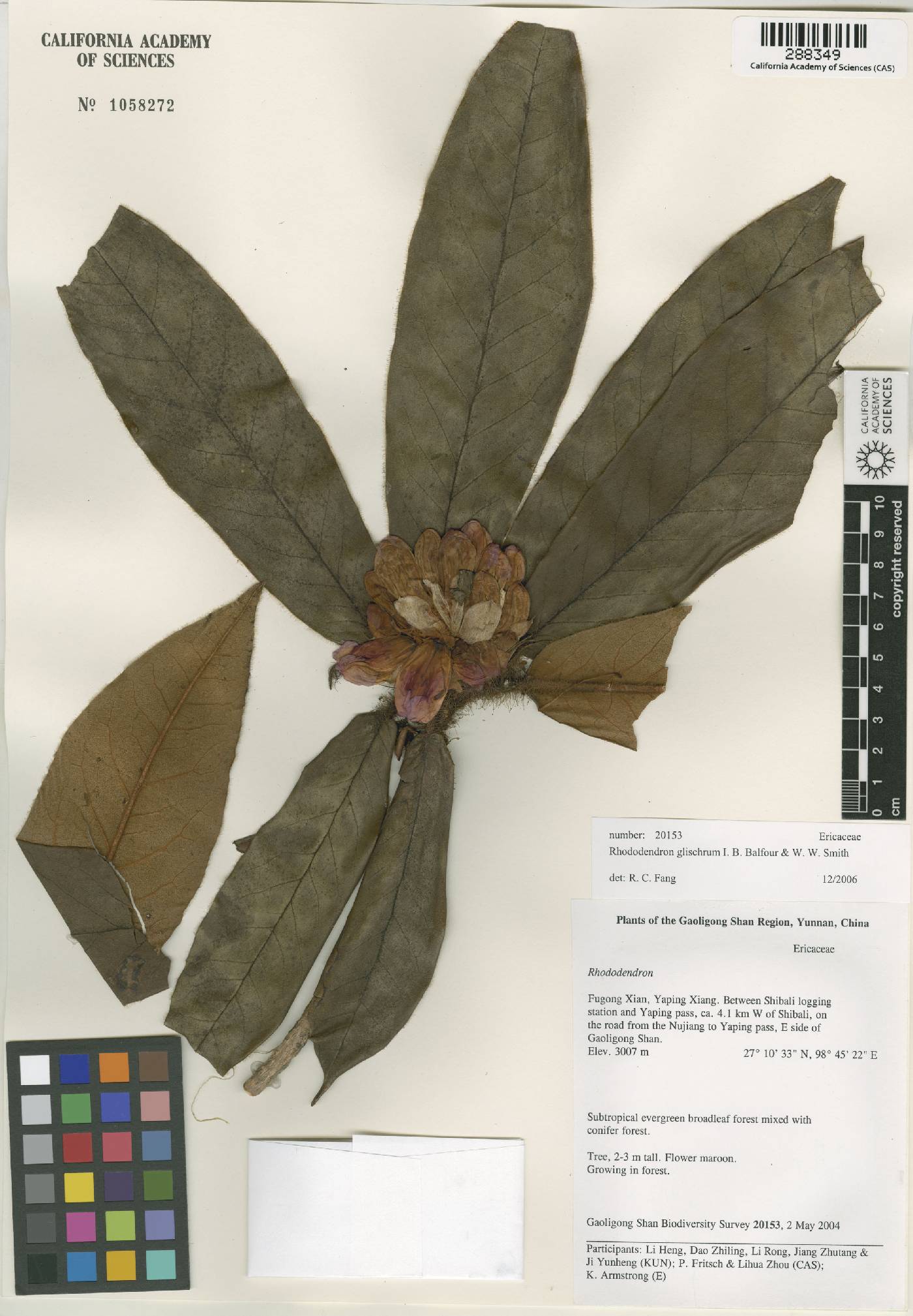 Rhododendron glischrum image