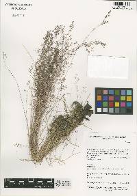 Agrostis clavata image