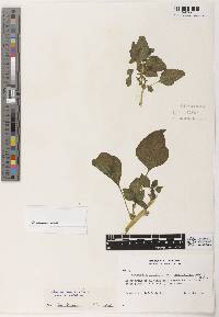 Amaranthus blitum subsp. blitum image
