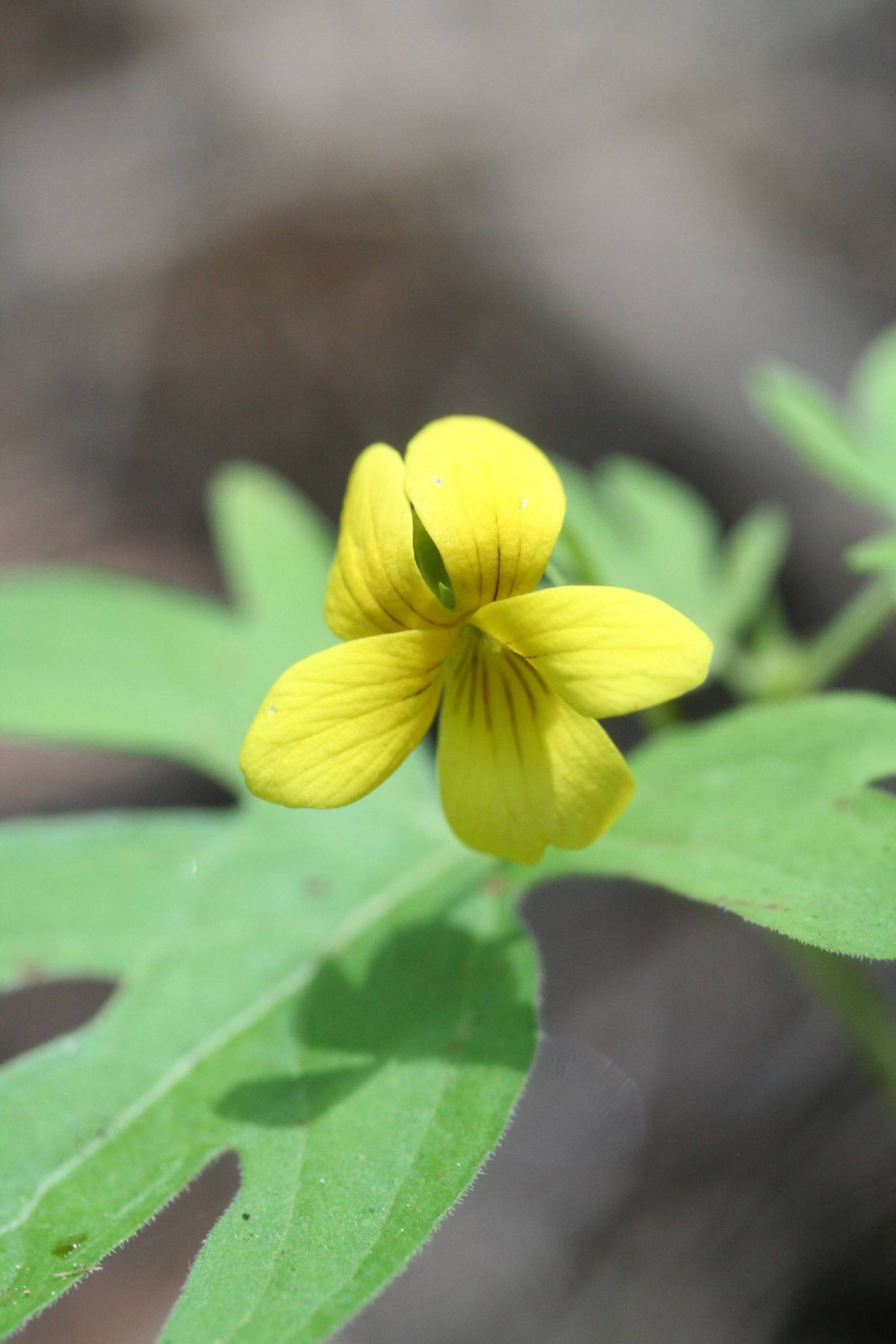 Viola lobata image