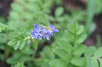 Polemonium californicum image