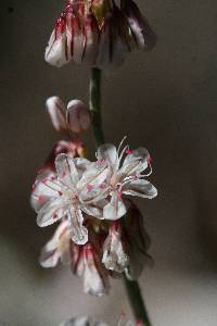 Eriogonum wrightii image