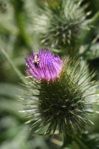 Cirsium vulgare image