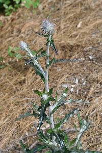 Cirsium occidentale image