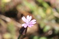 Petrorhagia dubia image