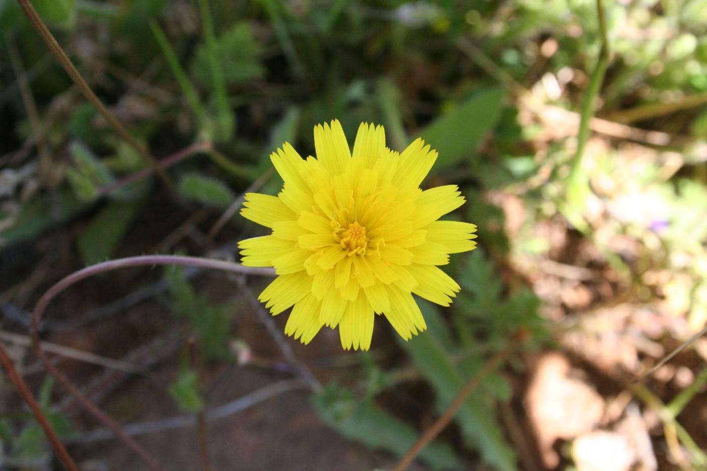 Leontodon saxatilis subsp. saxatilis image