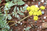 Lomatium utriculatum image