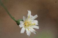 Hieracium albiflorum image