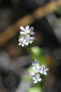 Plectritis macrocera image