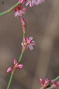 Eriogonum vimineum image