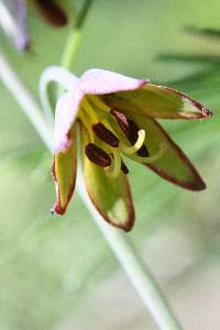 Fritillaria micrantha image