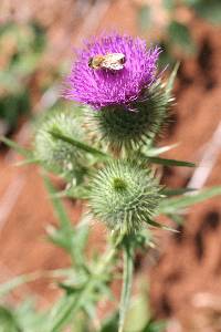 Cirsium vulgare image