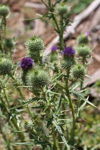 Cirsium vulgare image