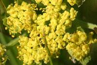 Lomatium caruifolium image