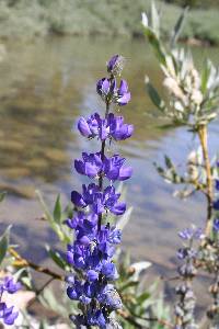 Lupinus polyphyllus image