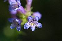 Penstemon rydbergii image