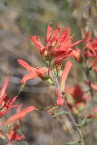 Castilleja applegatei image