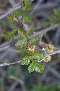 Toxicodendron diversilobum image