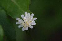 Hieracium albiflorum image