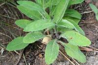 Hieracium albiflorum image