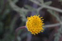 Erigeron bloomeri image