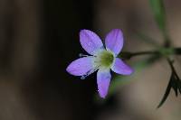 Navarretia leptalea image