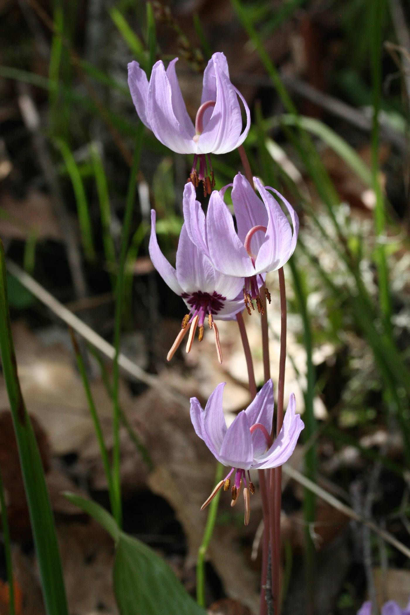 Erythronium hendersonii image