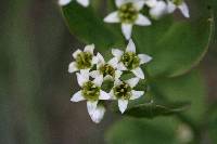 Comandra umbellata image