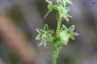 Listera cordata image