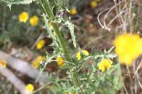 Cirsium cymosum image