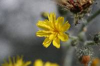 Hieracium horridum image