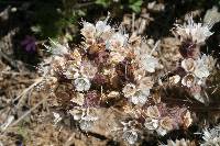 Phacelia hastata image