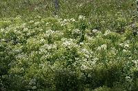 Lepidium draba image