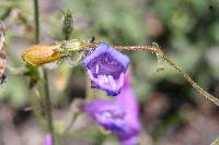 Penstemon azureus image