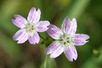 Claytonia sibirica image