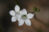 Gilia angelensis image